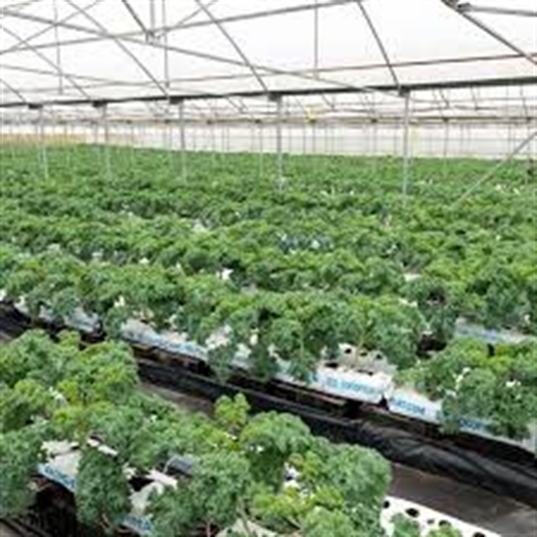 kale600